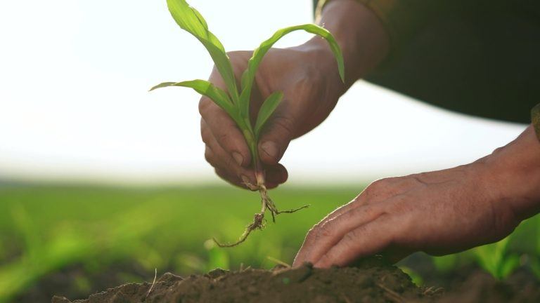 Rootstock Achieved Record Merged Mining Participation and Significant Fee Reductions in Q1 2025 Despite Declining User Activity